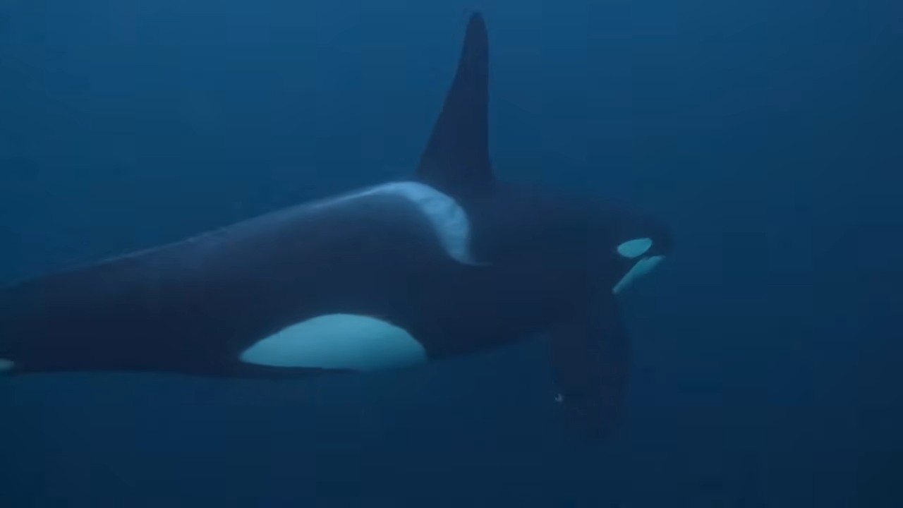 She swam with 9 orcas feeding just below her