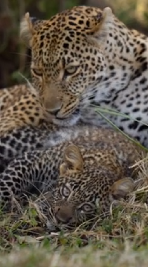 Essential tips for better wildlife photos