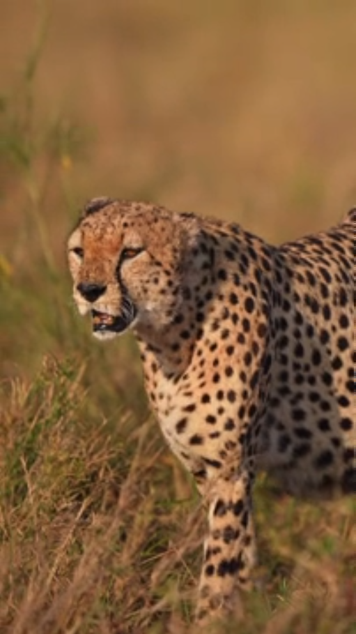 The art of photographing wild animals