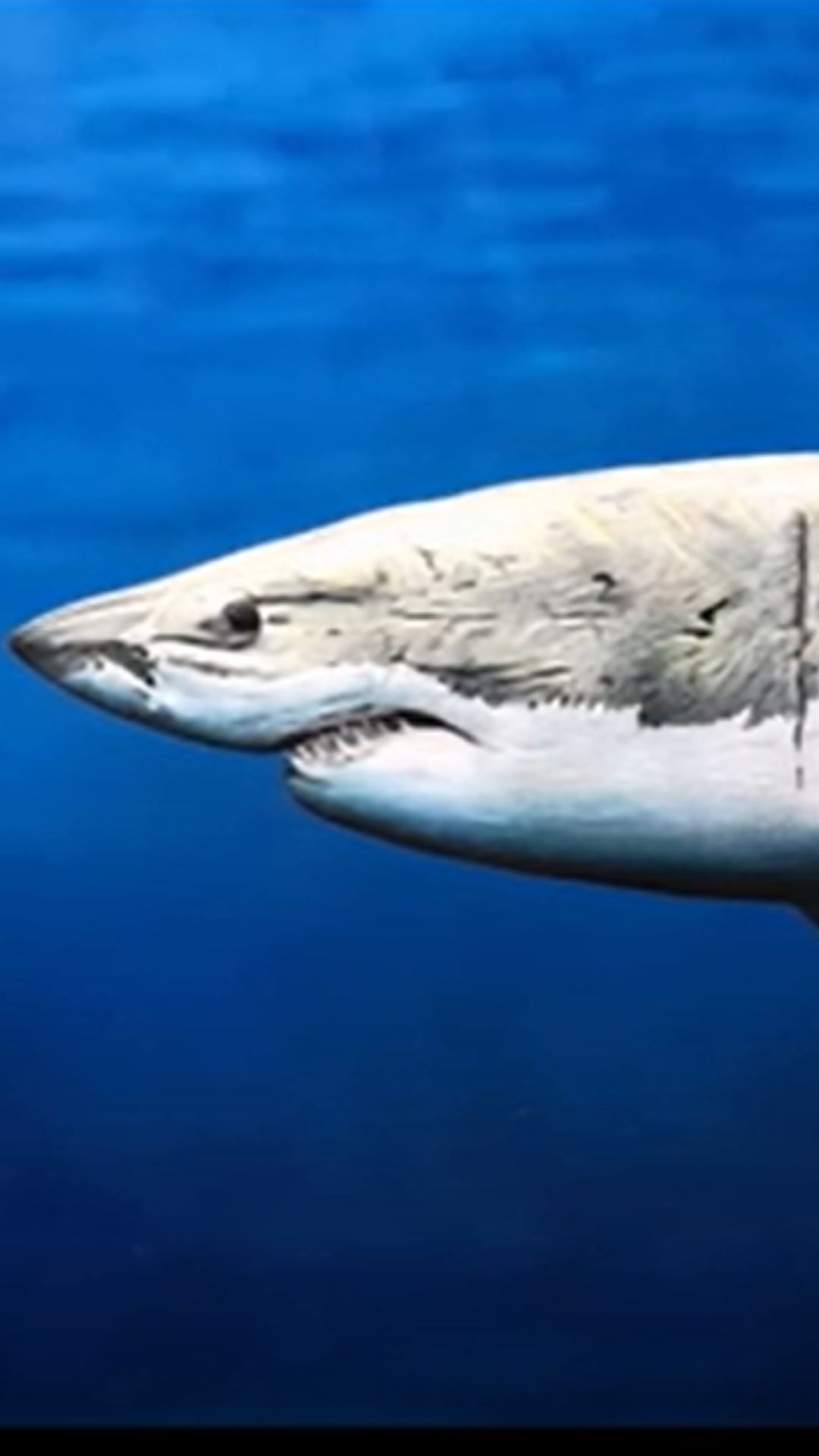 Hyper Realistic Great White Shark Drawing Reveal