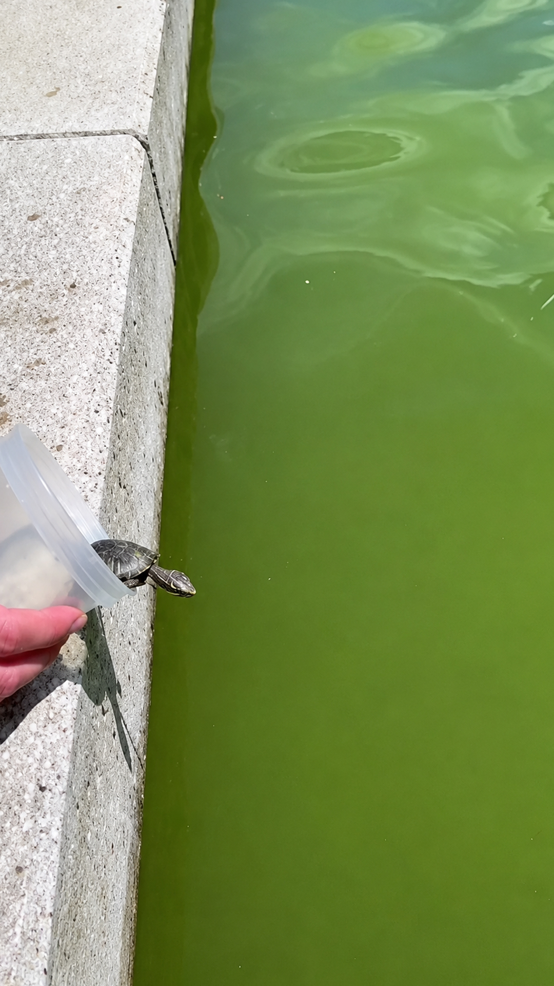 Small turtle release brings a quick fish encounter