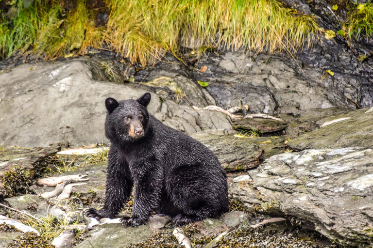 New York hunting seasons for bear and deer opens