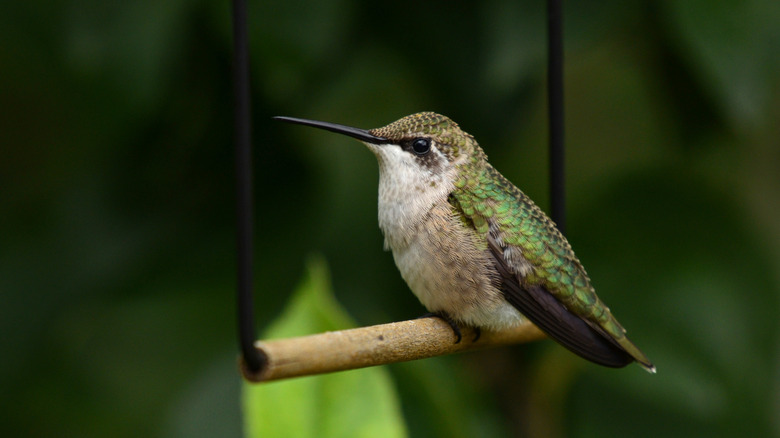 Hummingbirds are happiest when you put their swing in one ideal spot