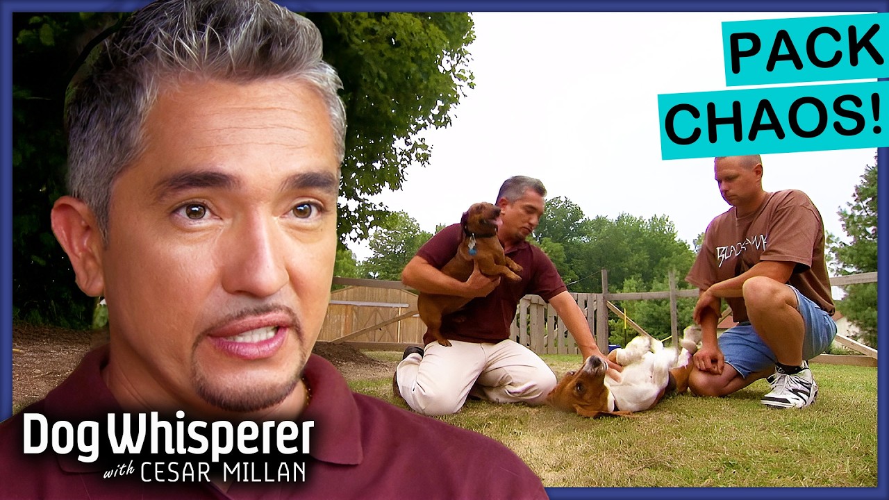 Owner's worried vicious dog fights will end in tragedy, Dog Whisperer