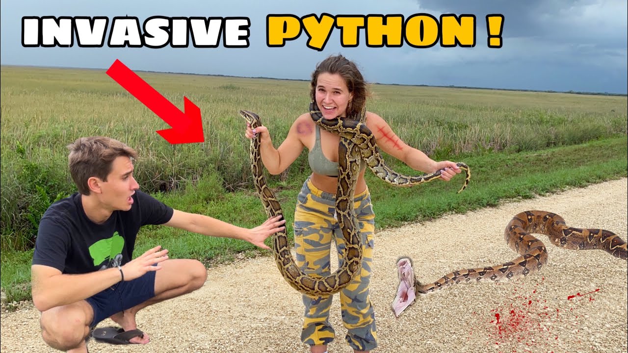 Florida’s wild python problem is getting worse