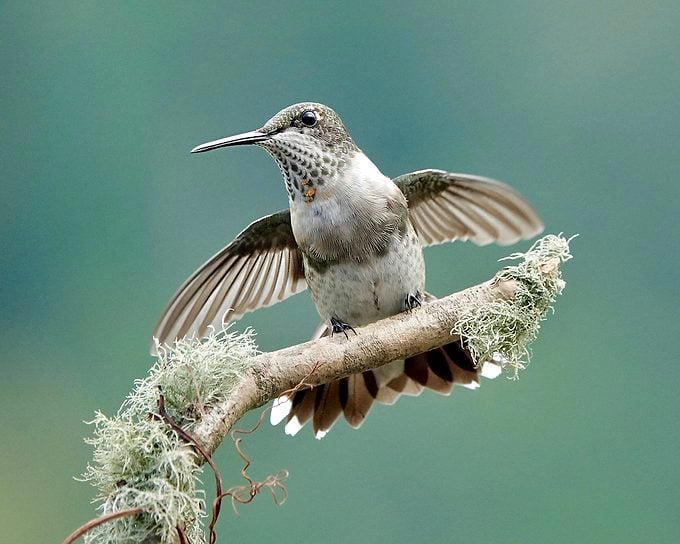 6 secrets to take award-worthy hummingbird photos