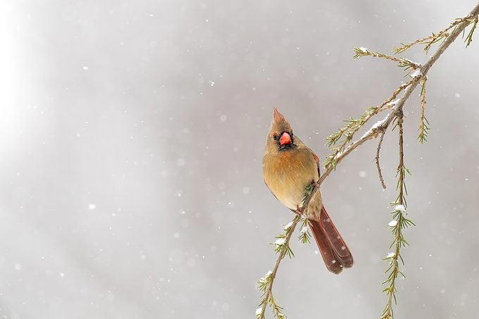 How long do cardinal birds live?