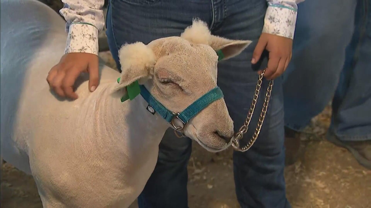 Adams County Fair kicked off Wednesday morning with a sheep showcase