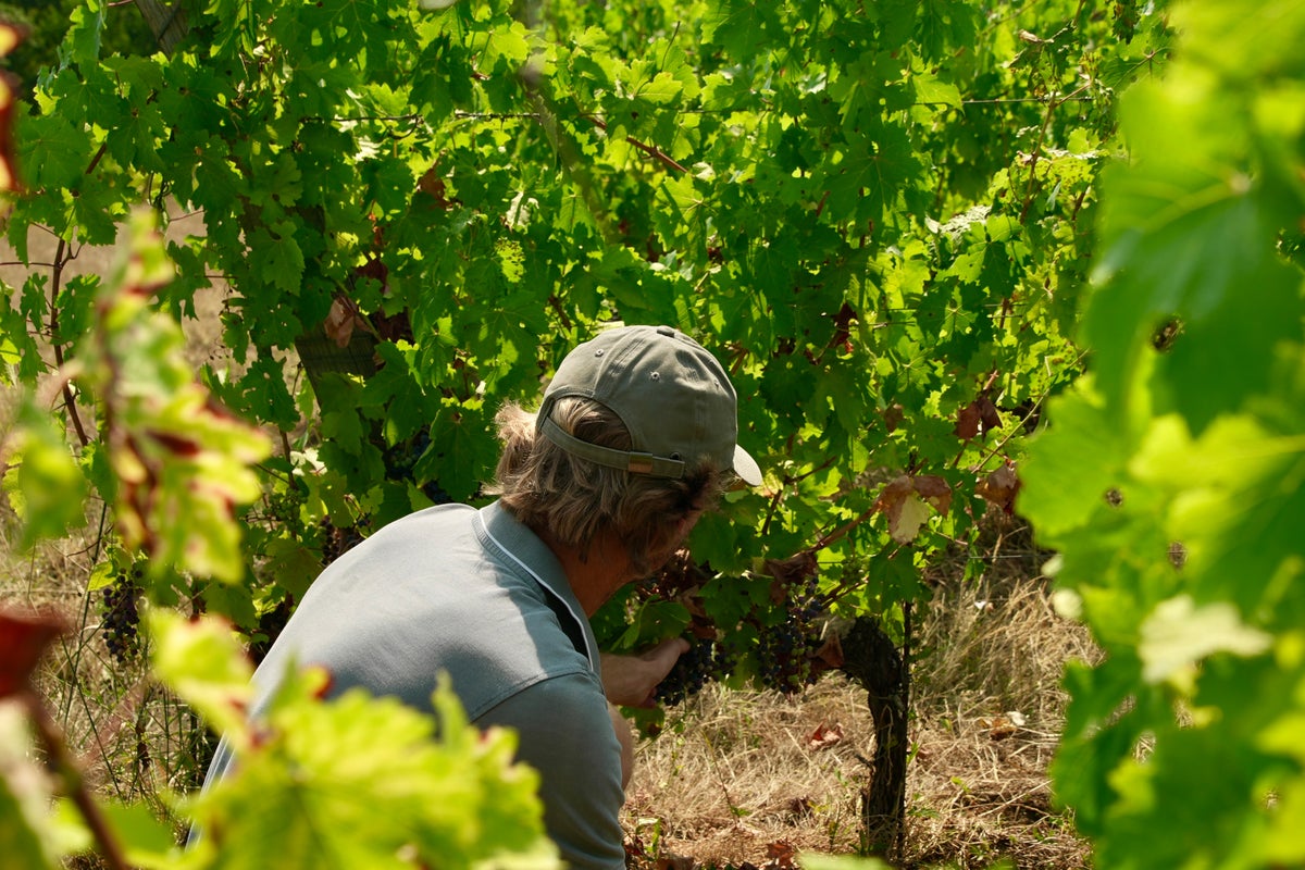 Wildfires near France's Bordeaux spark fears of economic apocalypse
