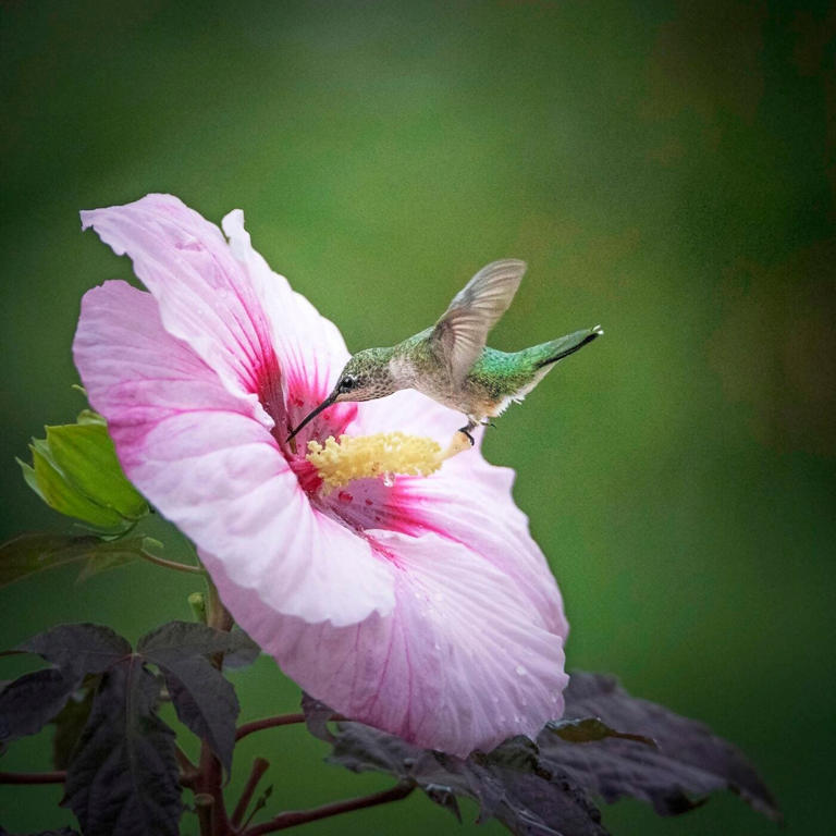 6 secrets to take award-worthy hummingbird photos