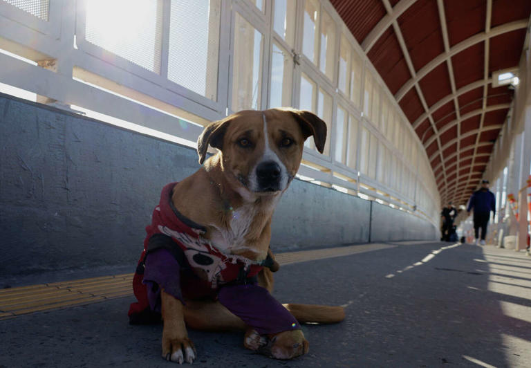 pet-owners-traveling-to-mexico-face-new-screwworm-requirement