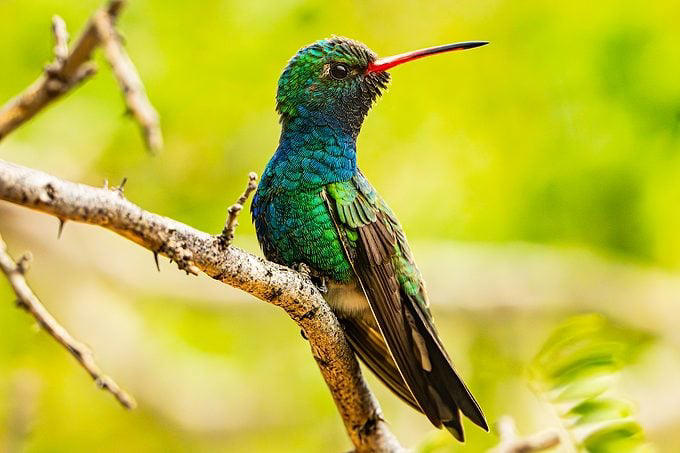 6 secrets to take award-worthy hummingbird photos