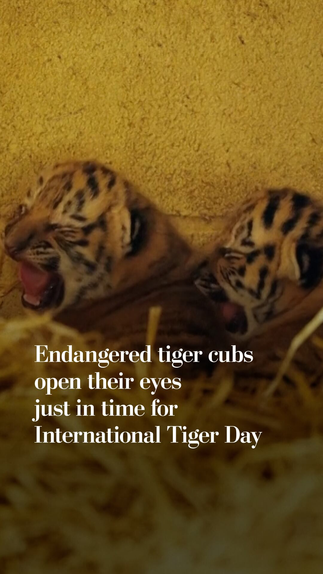 endangered-tiger-cubs-open-their-eyes-just-in-time-for-international