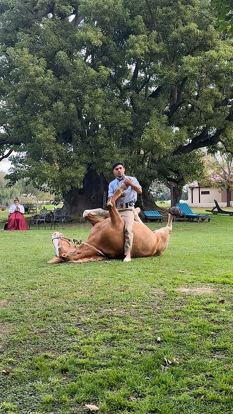 Gaucho and horse share stunning bond in Argentina