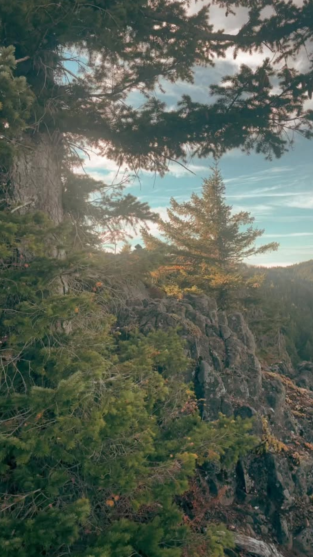 Scenic forest trails with breathtaking viewpoints
