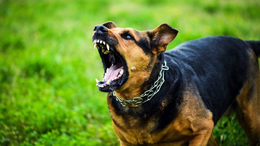New York ranks 10th in US animal-related deaths
