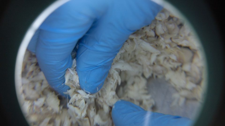 Stefania Marchesini is the only cook in the Scardovari area specializing in blue crab. While many locals reject the invasive species, Marchesini invested time and resources to learn how to prepare it safely, even buying a nitrogen blast freezer and collaborating with a biologist to meet food safety standards. - Chiara Negrello