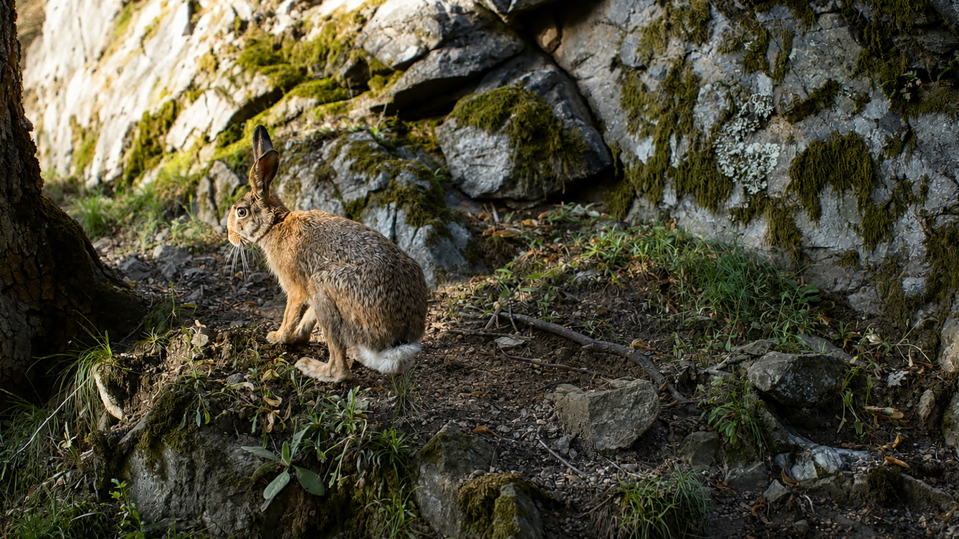 The forest looked empty until this hare suddenly appeared