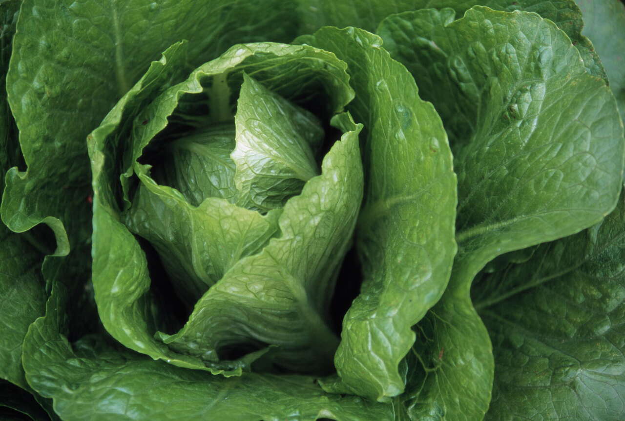 CDC links cyclospora outbreak to Taylor Farms iceberg lettuce from Mexico