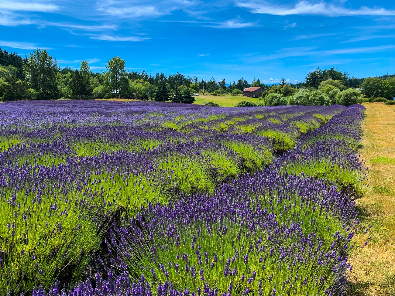 Lavender farm
