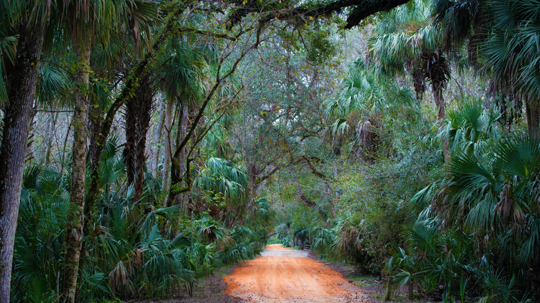 Florida's delicate state park is an underrated gem with the most endemic species in the state