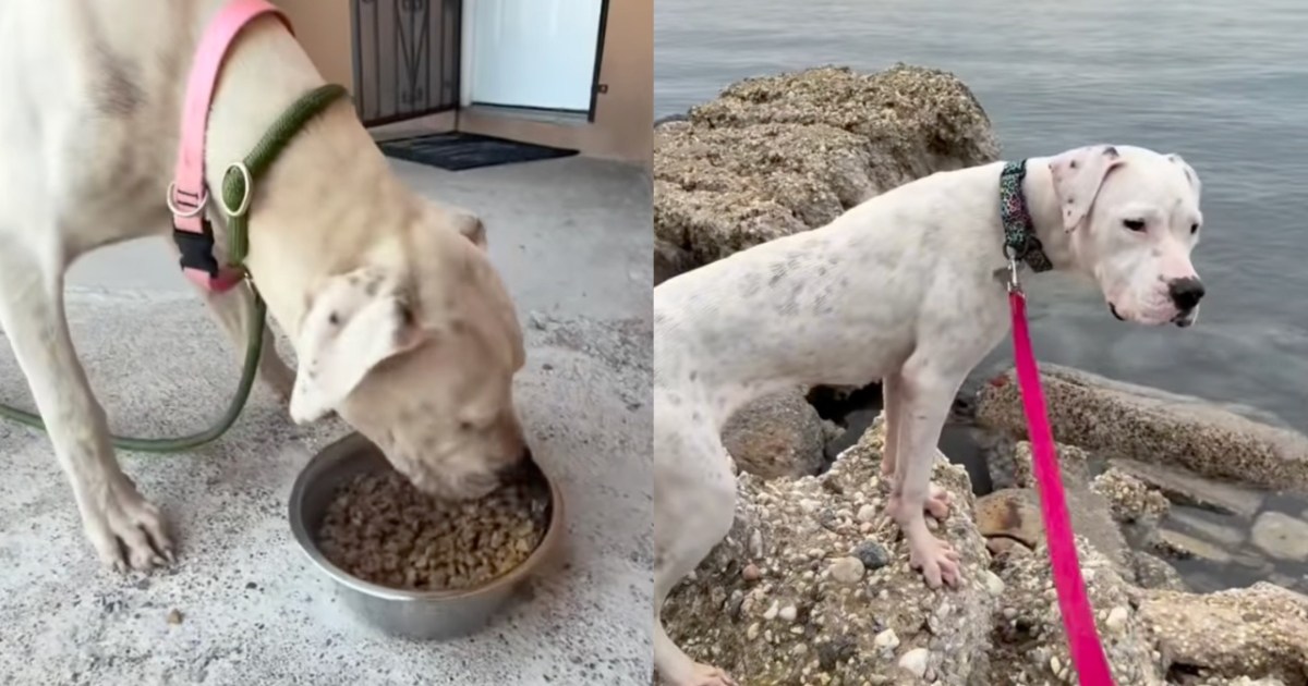 Stray Dog Going Door to Door for Help Shows up at a House, Unaware the Humans Won't Look Away