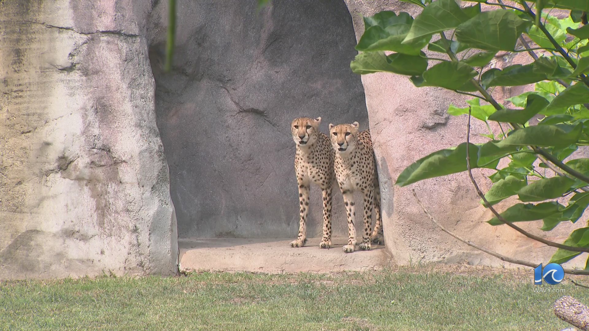 Virginia Zoo welcomes two new cheetahs