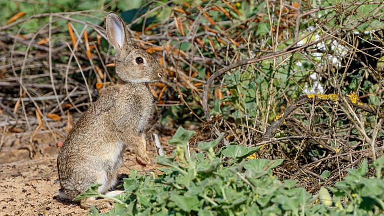 Iberian rabbit: species hidden by Spain and Portugal for 2 million years
