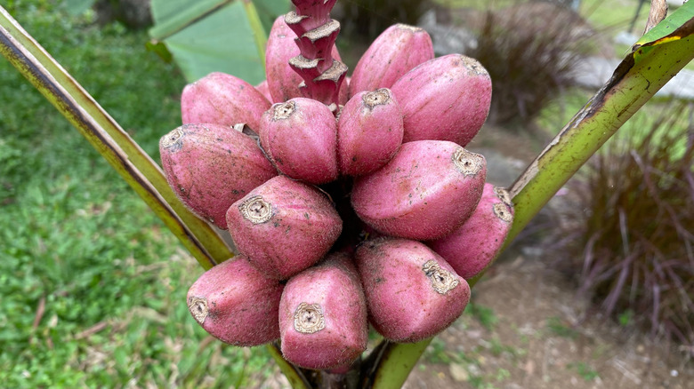 Can You Really Grow Bananas From Seed? Here's What To Know