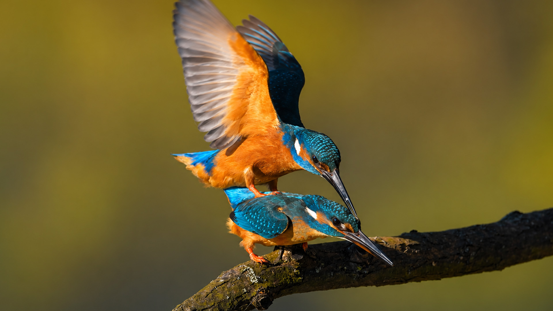 Unexpected kingfisher activity recorded by a trail camera