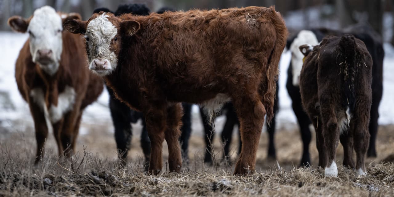 This may be the real reason USDA made a huge revision to its beef-export sales data