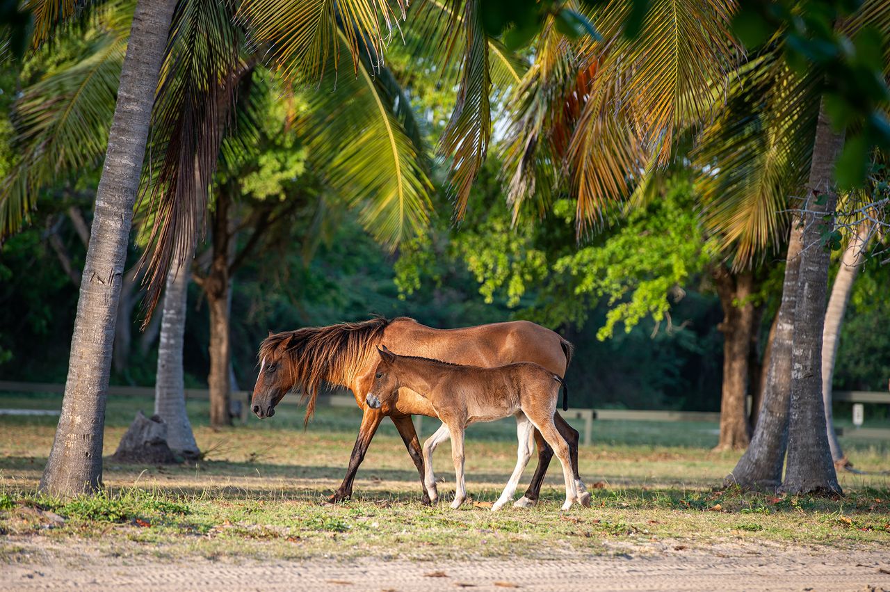 A horse and a foal walking under palm trees in a grassy area