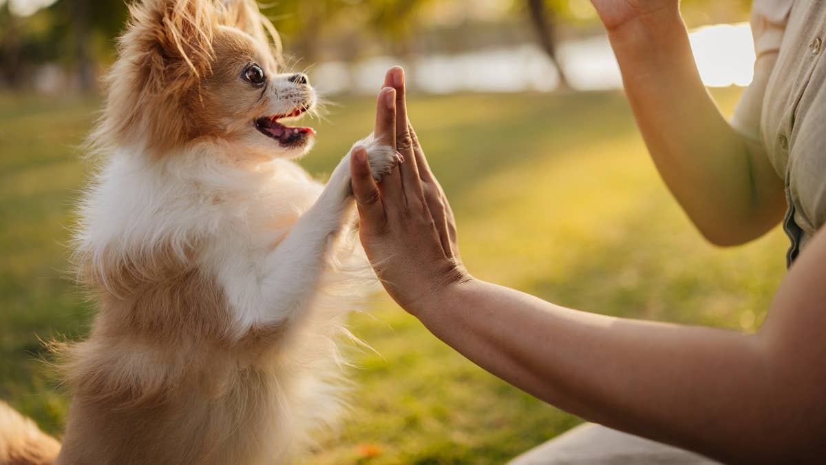 the-high-five