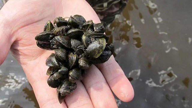 Zebra mussels confirmed in 2 more Minnesota lakes, putting pressure on ...