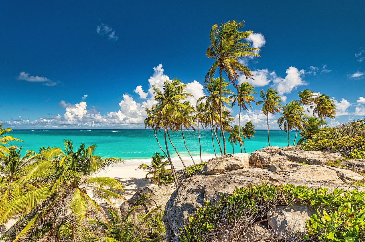 A tropical beach with palm trees and turquoise waters
