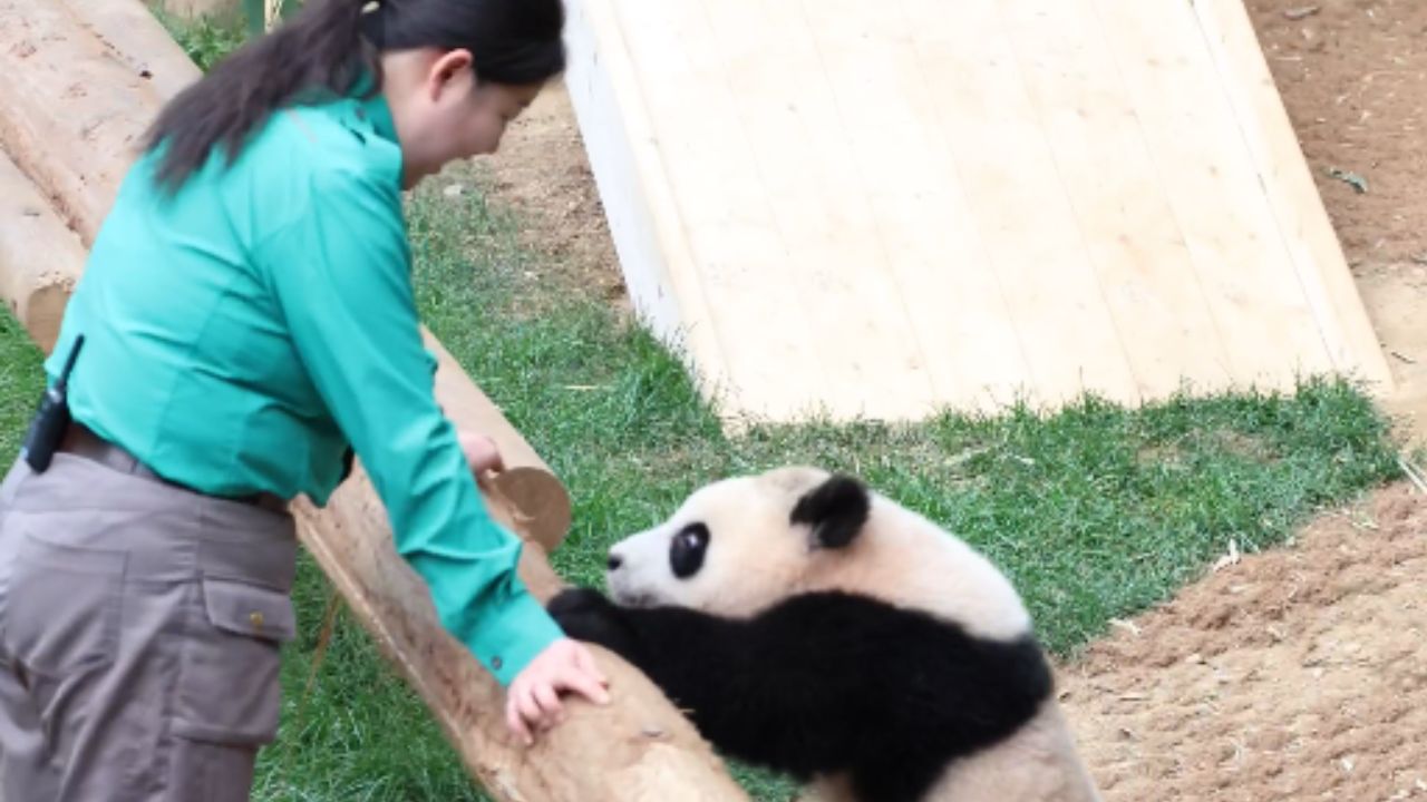 Heartwarming moment: Young panda transforms into a beloved ninja to ...