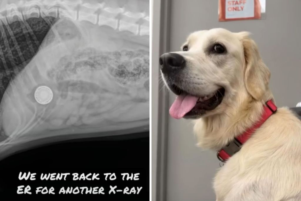 Golden retriever swallows AirTag