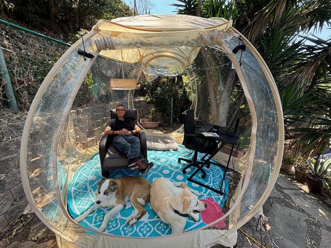 Person relaxing in a transparent dome tent with two dogs, a chair, and a desk, set outdoors near greenery. Cozy, secluded setup for work or leisure