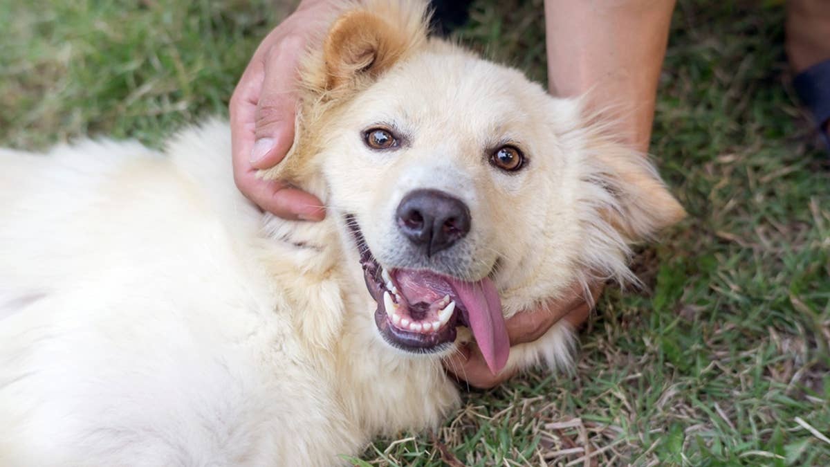 7 words that make dogs feel closer to you, according to experts