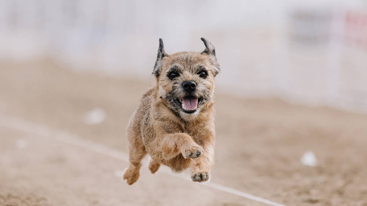 a-tiny-dog-with-lots-of-energy-running