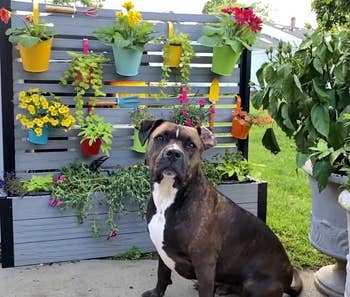 Dog sitting by a vertical garden with colorful potted flowers and greenery on a wooden fence
