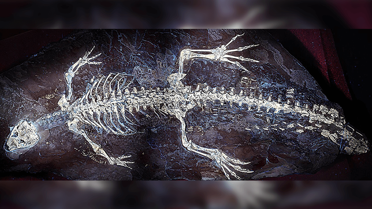 Oldest-ever crocodile soft tissue reveals the color pattern in an exquisite 125-million-year-old fossil