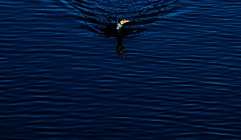 The great cormorant population has bounced back since being granted EU protection