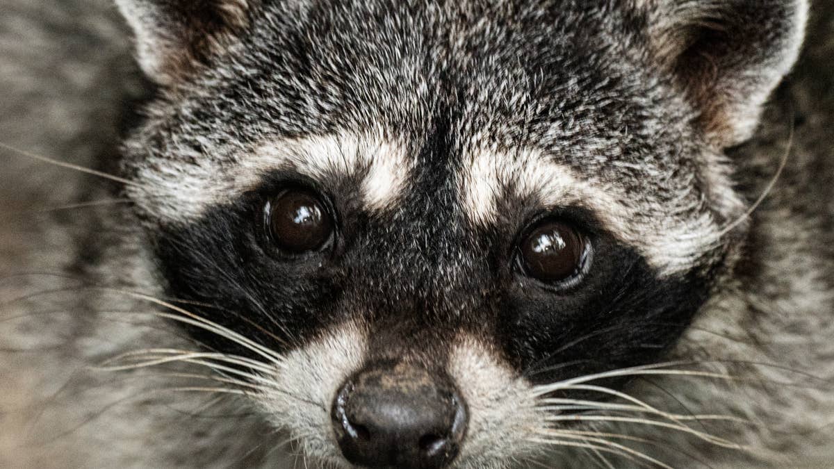 Meet Jimothy: The Raccoon with a Spinal Deformity Captivating Social Media