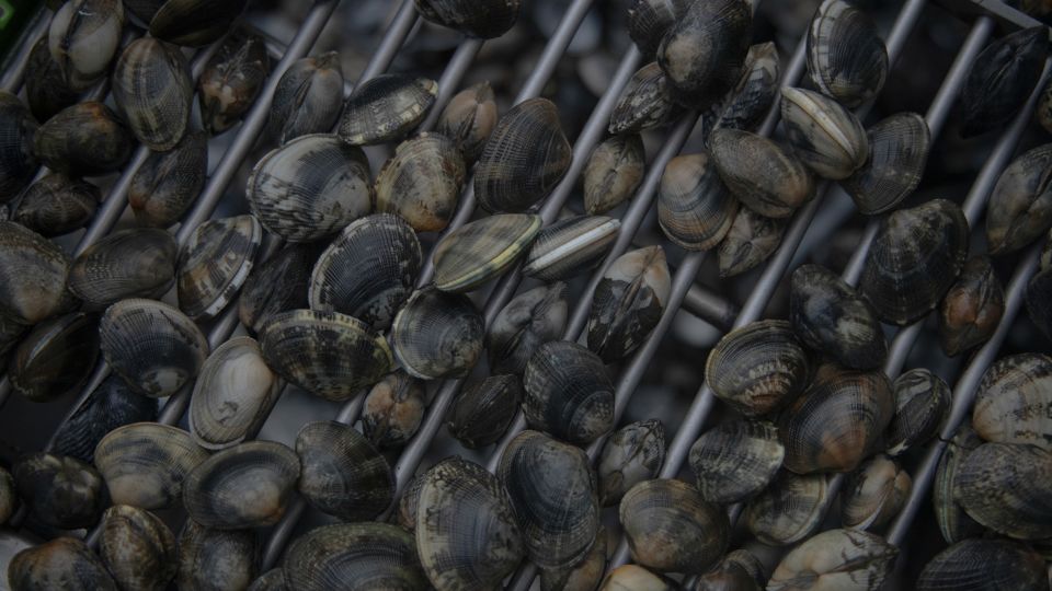 The Manila clam (Ruditapes philippinarum), native to the northwestern Pacific, was introduced to Italy in the early 1980s to compensate for the decline of native species. At its peak, the industry produced up to 55,000 metric tons a year, tying local livelihoods to a single non-native species. - Chiara Negrello