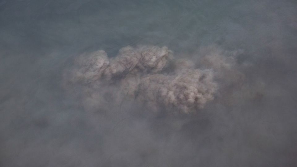 A cloud of mud rises from the lagoon floor. This fine, oxygen-rich sediment allows clams to burrow, filter nutrients and survive beneath the surface. However, the same soft ground also creates ideal conditions for the invasive blue crab, which digs into the seabed to prey on clams. - Chiara Negrello
