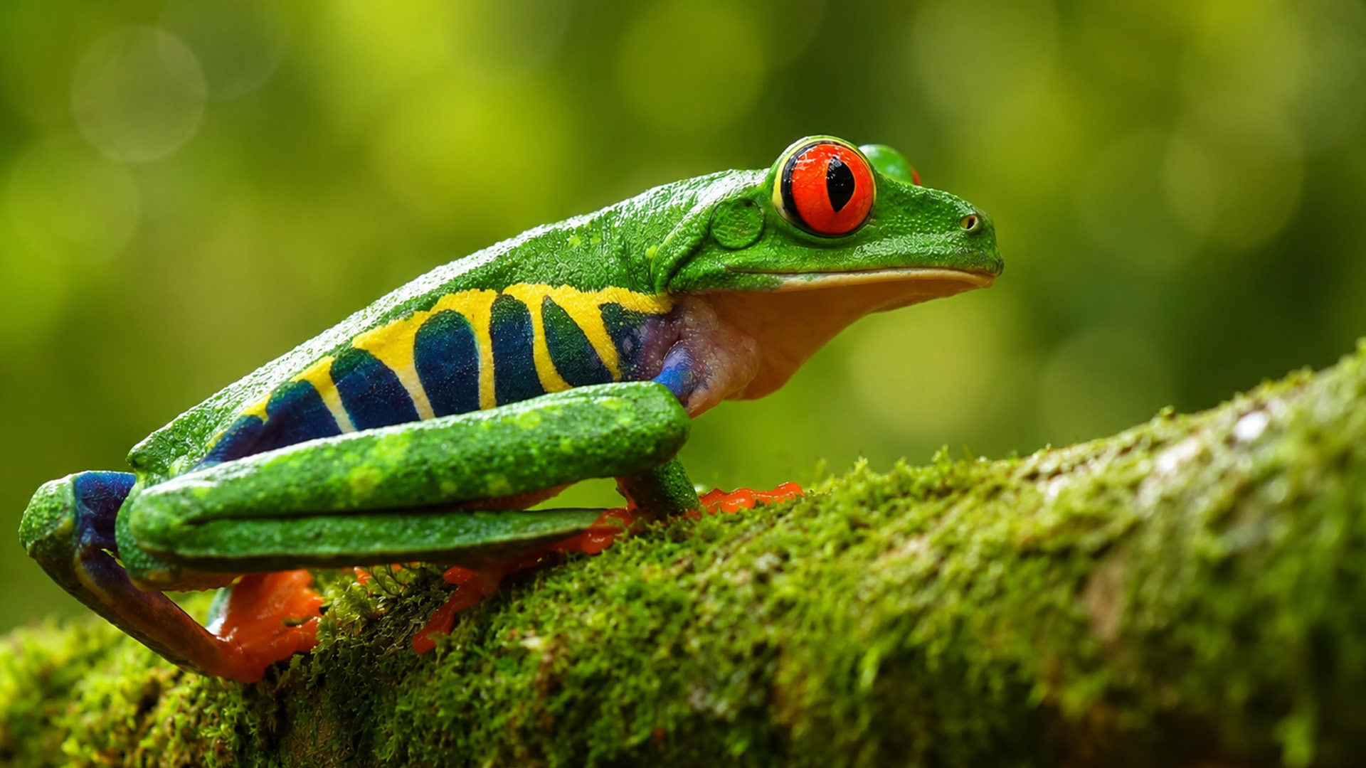 Bright colors that predators learn to avoid