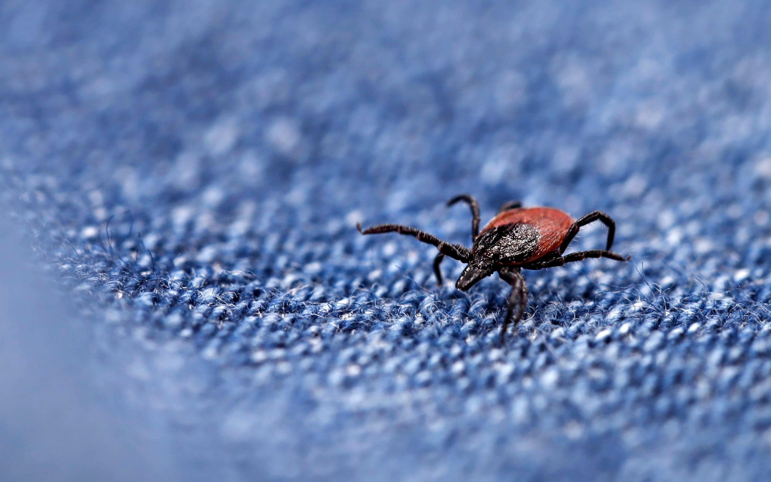 Lyme disease is spread by infected deer ticks, which are commonly found in woodland and grassy areas