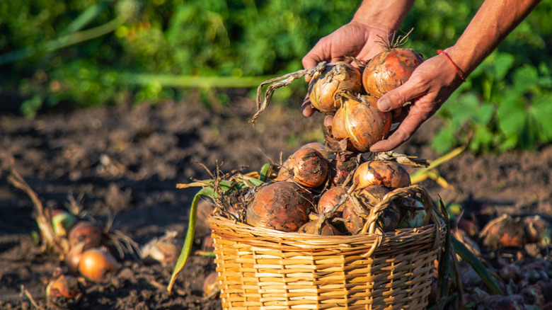 How Long Do Onions Really Take To Grow (& How Do You Know They're Ready To Harvest)?