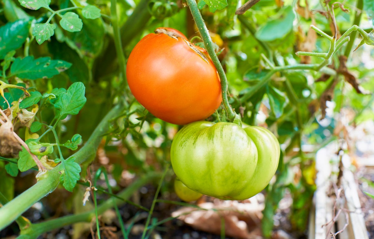 why do tomatoes split.jpg
